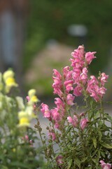 Obraz premium flower in a planter