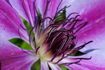 Close up of a clematis 'nelly moser' flower
