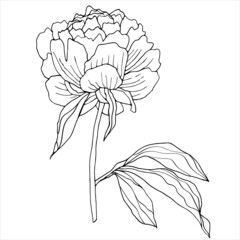 Vector image of a peony flower. Black outline. Hand-drawn. Design of posters, postcards, invitations, design of weddings, holidays, decor, tattoos.