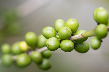 Green coffee beans growing on the branch