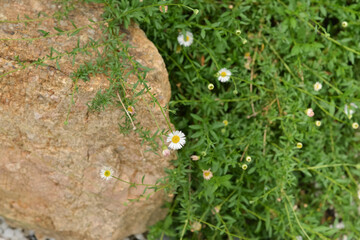 big brwon rock on white dark pebbles and green daisy on day time