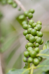 Green coffee beans growing on the branch