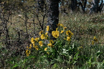 Fototapeta premium Yellow flowers blooming under a tree on the meadow.