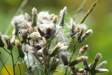 Groundsel bush seeds closeup view with green blurred background