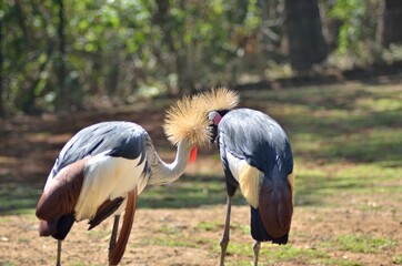 grey crowned crane