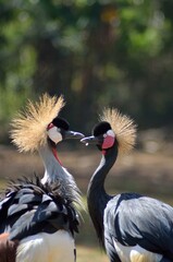 grey crowned crane
