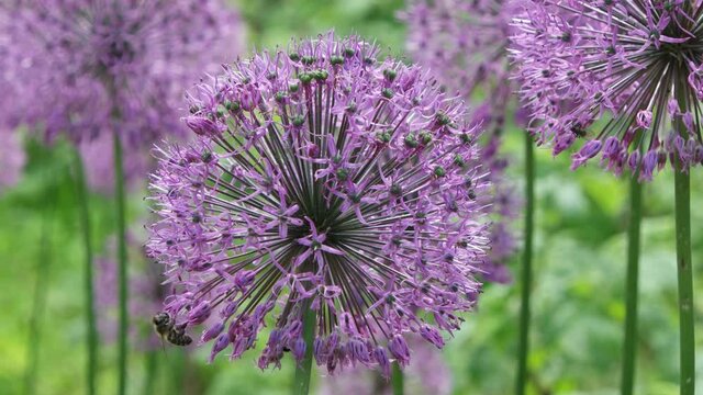 bees collects pollen from blooming flovers Ornamental Onion (Allium hollandicum)