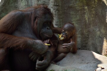 mother and son of orang utan