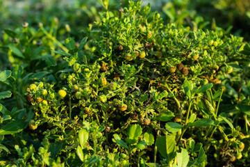 Moor-Greiskraut or Old-man-in-the-Spring or small fleabane