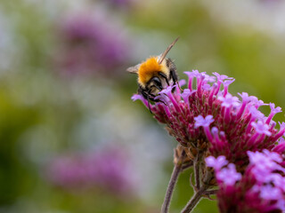 Close up of pale purple bonariensis verbena flower.