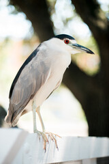 Bird with Long Legs on Beach