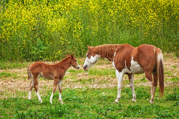 Beautiful Horses
