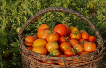 Ripe farm tomatoes in a basket in a tomato field in the rays of the setting sun. The concept of eco-friendly products, harvesting tomatoes by farmers