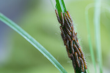 Hairy slug worm with droplets on green grass leaf in spring season,blurred background.(Calliteara pudibunda)