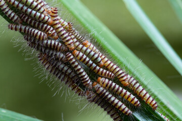 Hairy slug worm with droplets on green grass leaf in spring season,blurred background.(Calliteara pudibunda)