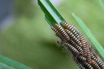 Hairy slug worm with droplets on green grass leaf in spring season,blurred background.(Calliteara pudibunda)
