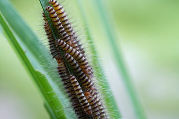 Hairy slug worm with droplets on green grass leaf in spring season,blurred background.(Calliteara pudibunda)