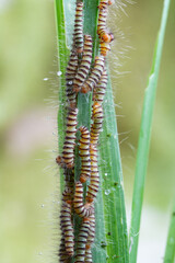 Hairy slug worm with droplets on green grass leaf in spring season,blurred background.(Calliteara pudibunda)