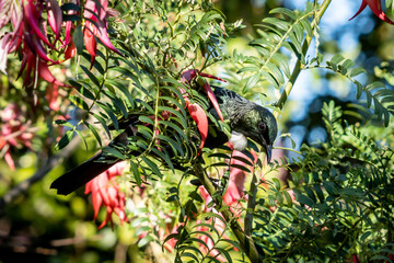 New Zealand native songbird Tui 