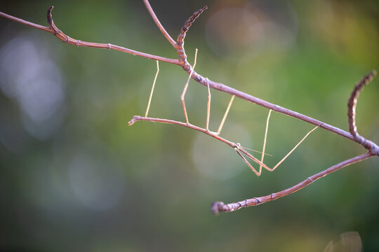 Walking stick insect or Phasmids (Phasmatodea or Phasmatoptera) also known as stick insects, stick-bugs, walking sticks, bug sticks or ghost insect. Selective focus, blurred background with copy space