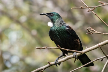 New Zealand native songbird Tui 