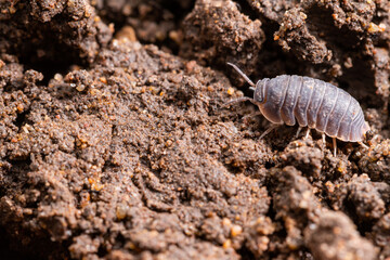 A Common Isopod (Cubaris murina)