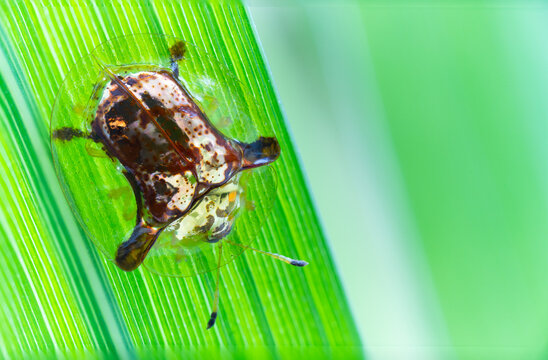 Ladybugs on a Leaf,Tortoise Shell Beetle,Golden Tortoise Beetle