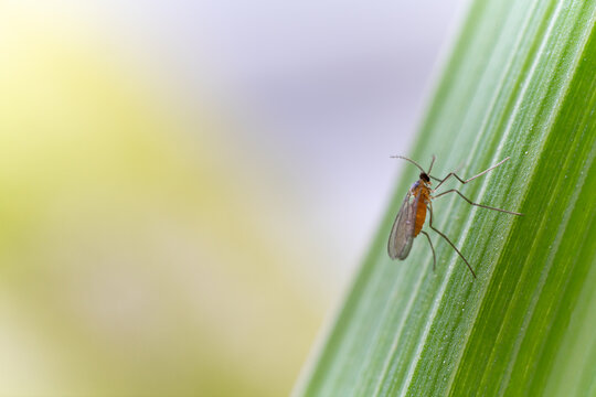 Orseolia oryzae, also called the Asian rice gall midge on green rice
