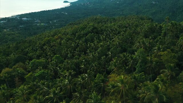 Drone overhead tropical island and jungle landscapes. 