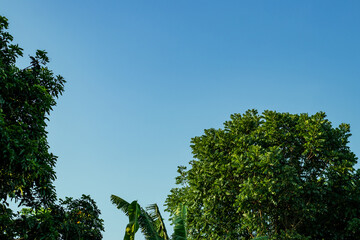 Obraz premium Decorated with green leaf around on blue sky