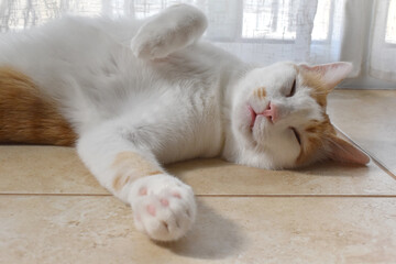 Fototapety na wymiar - Fototapeta24.pl