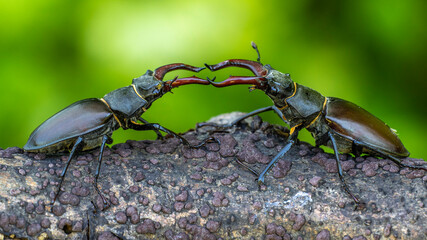 Hirschkäfer (Lucanus cervus) Männchen, Drohgebärden