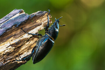 Hirschkäfer (Lucanus cervus) Weibchen