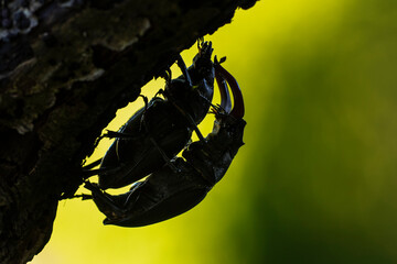 Hirschkäfer (Lucanus cervus) Paarung