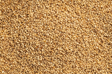 白ゴマ（俯瞰）