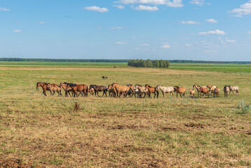 A herd of horses grazes in a rural pasture.