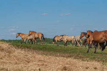 A herd of horses grazes in a rural pasture.