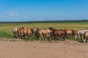Fototapeta na wymiar A herd of horses grazes in a rural pasture.
