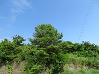 夏の里山風景