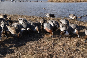 エサをついばむ鴨