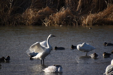 pelicans in flight
