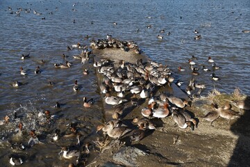 水辺に集まる鴨