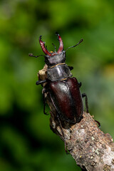 Hirschkäfer (Lucanus cervus) Männchen