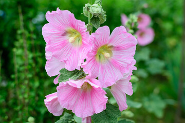 Many delicate pink magenta flowers of Althaea officinalis plant, commonly known as marsh-mallow in a British cottage style garden in a sunny summer day, beautiful outdoor floral background. - Powered by Adobe