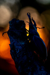 Hirschkäfer (Lucanus cervus) Männchen