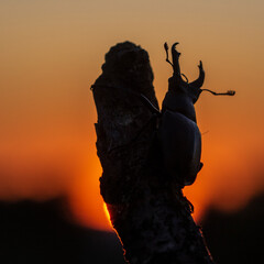 Hirschkäfer (Lucanus cervus) Männchen
