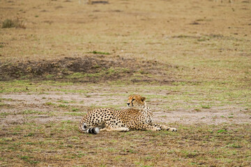 Wild cheetah lying on the ground in the savanna (Masai Mara National Reserve, Kenya)