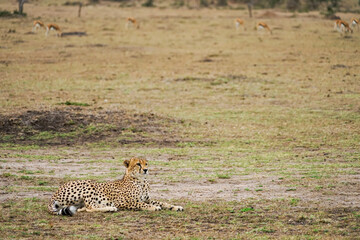 Wild cheetah resting with his back to Gazelle (Masai Mara National Reserve, Kenya)