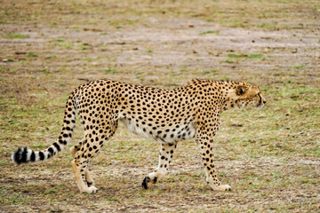 Fototapeta na wymiar A cool walking wild cheetah (Masai Mara National Reserve, Kenya)