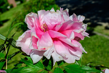 Bush with one large delicate pink peony flowers in direct sunlight, in a Scotish garden in a sunny spring day, beautiful outdoor floral background photographed with selective focus.
